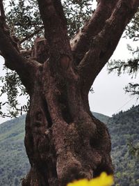 Low angle view of tree against sky in forest