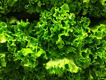 Full frame shot of lettuce for sale in market