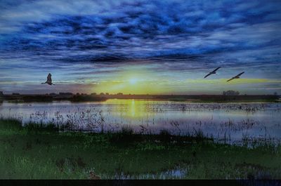 Birds flying over sea against sky during sunset