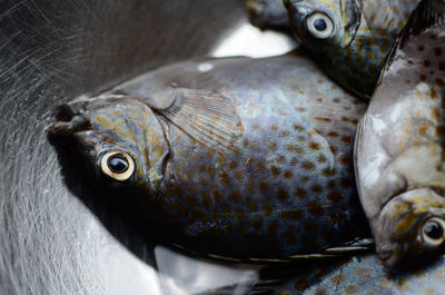 Spinefoot fish common in the philippine coastal waters. 