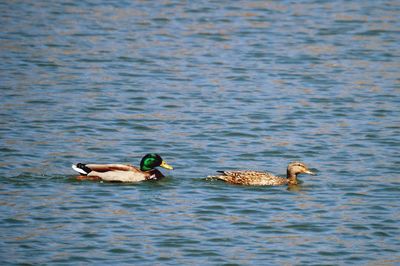 Ducks floating on water