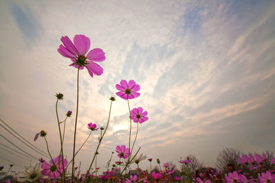 Close-up of pink cosmos flower on field against sky
