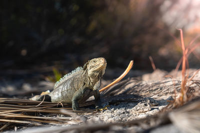 Close-up of lizard on field