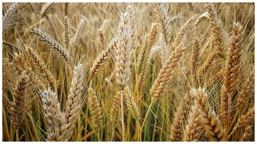 Close-up of wheat field