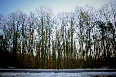 Bare trees on snow covered landscape