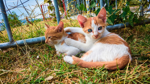 Portrait of ginger cat relaxing on grass