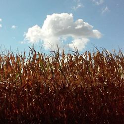 Scenic view of field against cloudy sky