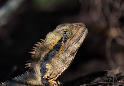 Close-up of a lizard