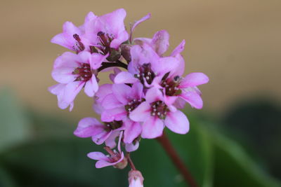 Close-up of pink flowering plant