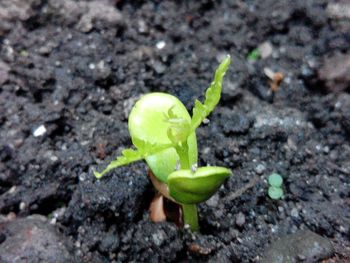 Close-up of plant growing on rock