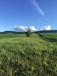 Scenic view of agricultural field against blue sky