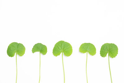 Close-up of leaves against white background