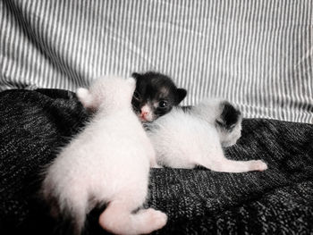 Portrait of cute kitten relaxing on sofa