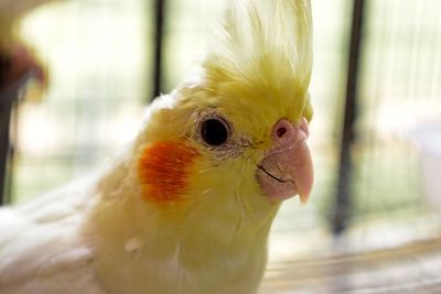 Cockatiel bird