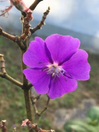 Close-up of fresh pink flower blooming on tree