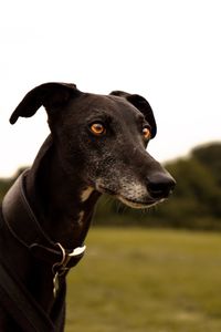 Close-up of a dog looking away