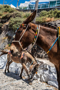 View of horse cart on land