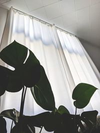 Close-up of curtain against window at home