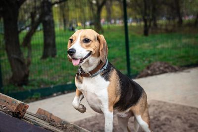 Dog looking away