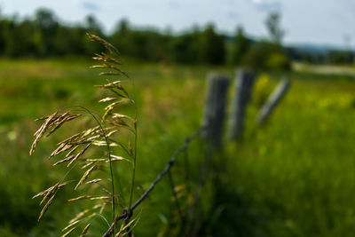 Close-up of grass on field