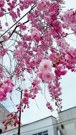 Low angle view of pink flowers