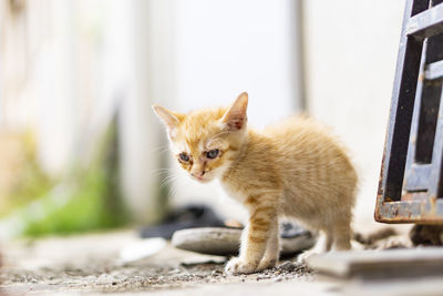 Close-up of a kitten