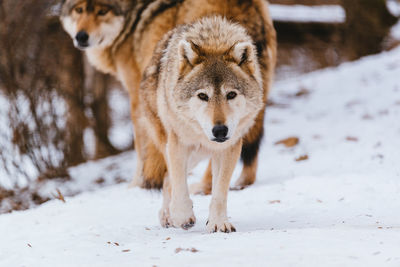 Wolf in the snow