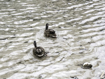 High angle view of duck swimming in lake