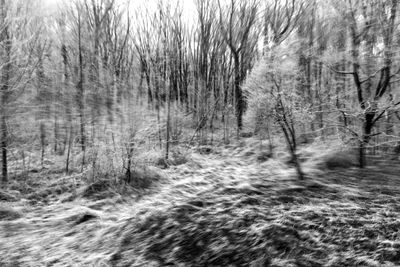 Bare trees in forest during winter