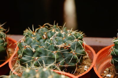 Close-up of succulent plant