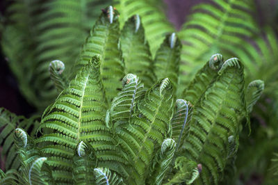 Close-up of fern leaves