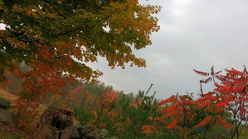 Low angle view of trees against sky