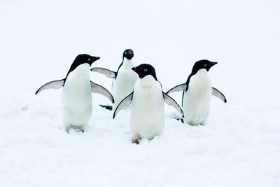 View of birds on snow covered land