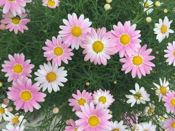 Close-up of pink flower