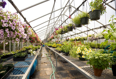 High angle view of plants