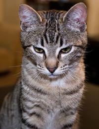 Close-up portrait of a cat