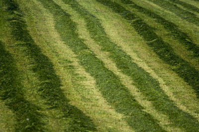 Bauernland, freshly cut green fodder piled into s  trips