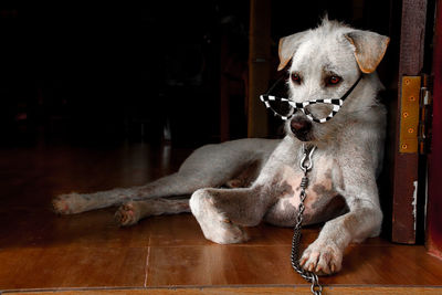 Portrait of dog relaxing on floor and wearing eyeglasses at home