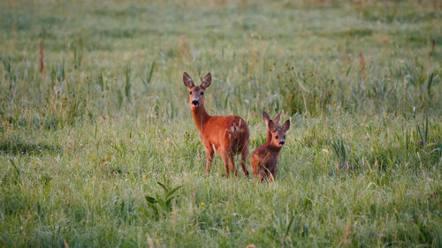 Portrait of deer on field