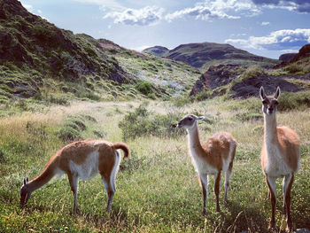 Herds of guanaco torres del paine 