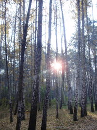 Sun shining through trees in forest