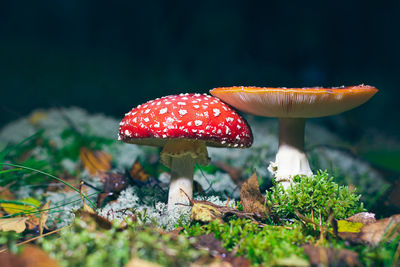 fungus
