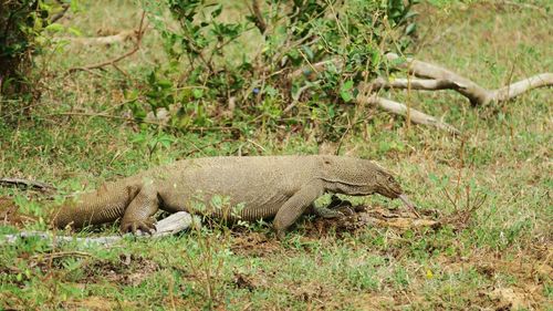 View of lizard on land