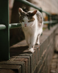 Portrait of cat on railing