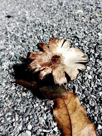 High angle view of dry leaf on land