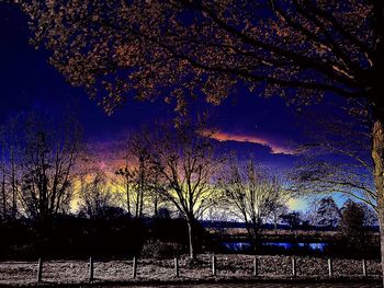 Trees at night