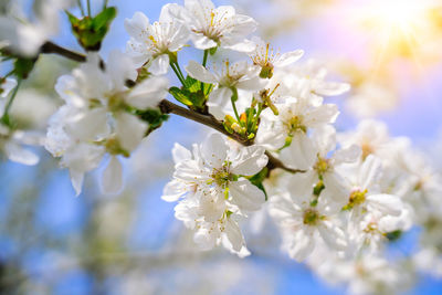 Close-up of white cherry blossoms in spring