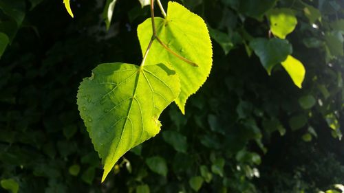 Close-up of fresh green leaf