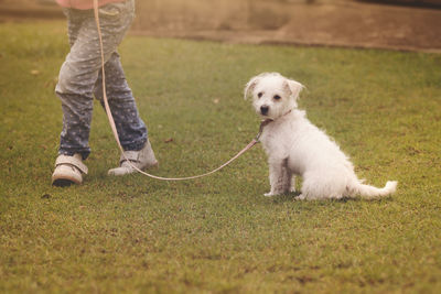 Low section view of person with dog in lawn