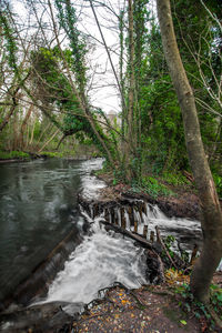 River flowing through forest